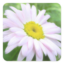 Pale Pink Painted Daisy Square Stickers