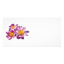 Pale Pink Peonies photo cards