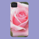 Pale Pink Rose iPhone 4 case casemate cases