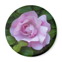 Pale pink rose magnet by design_girl Pale pink rose magnet