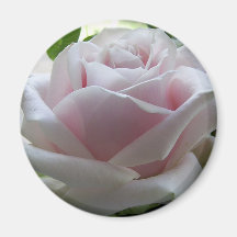 Pale Pink Rose Magnet