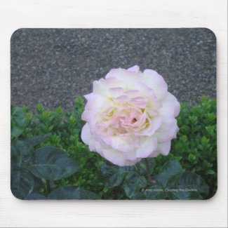 Pale Pink Rose mousepad