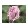 Pale Pink Rose Postcard