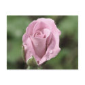 Pale Pink Rose Postcard by OrphieG Pale Pink Rose Postcard