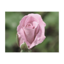 Pale Pink Rose Postcard