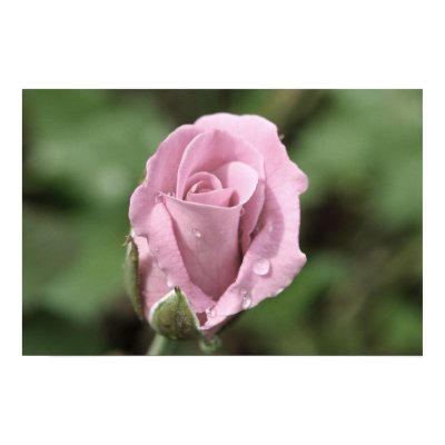 Pale Pink Rose Poster by OrphieG