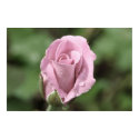 Pale Pink Rose Poster posters by OrphieG Pale Pink Rose Poster posters