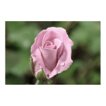 Pale Pink Rose Poster posters