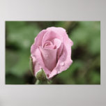 Pale Pink Rose Poster