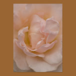 Pale Pink Rose Poster Print posters