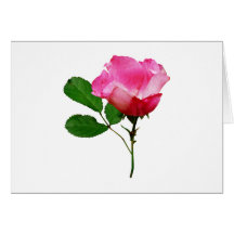 Pale Pink Rosebud Greeting Cards
