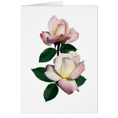 Pale Pink Rosebuds Variety Pristine Greeting Card by SusanSavad