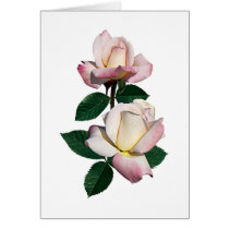 Pale Pink Rosebuds Variety Pristine cards by SusanSavad Pale Pink Rosebuds Variety Pristine cards