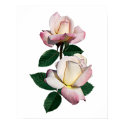 Pale Pink Rosebuds Variety Pristine Poster posters
