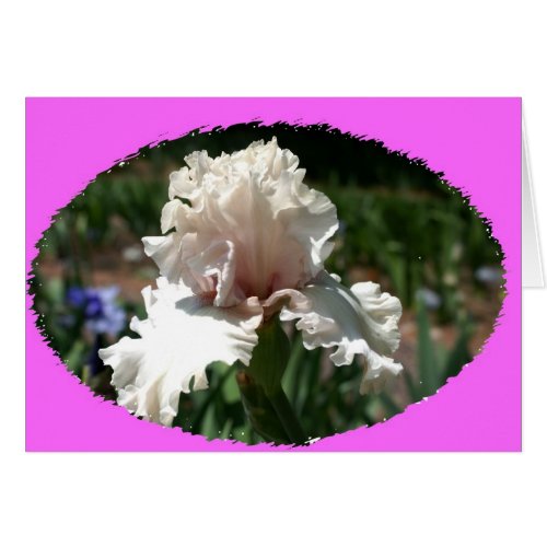 Pale Pink Ruffled Iris card