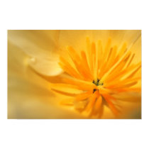 Pale Poppy Center posters by pawtracks Pale Poppy Center posters