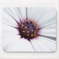 Pale Purple Daisy mousepad