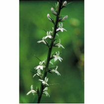 Pale Spiked Lobelia Photo Sculptures