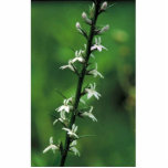 Pale Spiked Lobelia Photo Sculptures