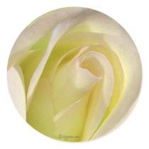 Pale Yellow Beige Rose Bud Sticker by naturalilly Pale Yellow Beige Rose Bud Sticker