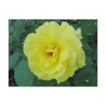 Pale Yellow Blossom Postcard