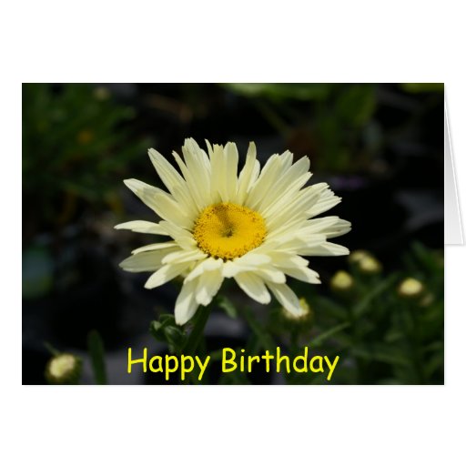 Pale Yellow Daisy, Happy Birthday Card Zazzle