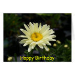 Pale Yellow Daisy, Happy Birthday Greeting Cards