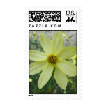 Pale Yellow Groovy Petals Stamp