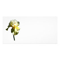 Pale Yellow Iris Photo Greeting Card