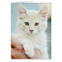 Pale Yellow Kitten cards