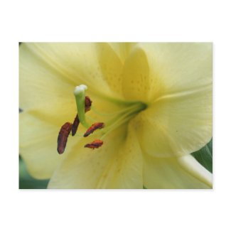 Pale Yellow Lily Macro Flower Photo Postcard postcard