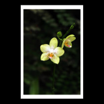 Pale Yellow Orchids posters