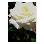 Pale Yellow Rose