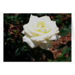 Pale Yellow Rose
