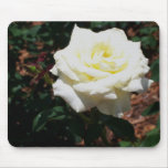 Pale Yellow Rose