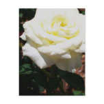 Pale Yellow Rose