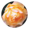 Pale Yellow Rose Stickers by cathie10 Pale Yellow Rose Stickers