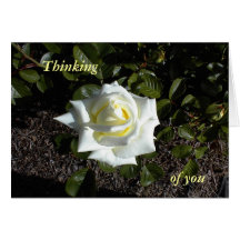 Pale Yellow Rose:  Thinking, of you Card