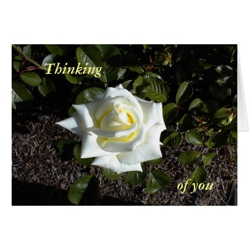 Pale Yellow Rose Thinking Of You Greeting Card Zazzle 4106