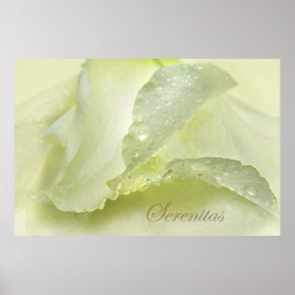 Pale Yellow Serenity Floral Abstract Poster