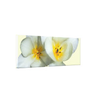 Pale Yellow Tulips After the Rain canvas prints