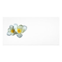 Pale Yellow Tulips After the Rain photo cards