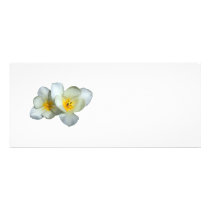 Pale Yellow Tulips After the Rain rack cards
