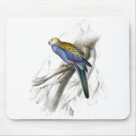 Paleheaded Parrakeet by Edward Lear Mousepad