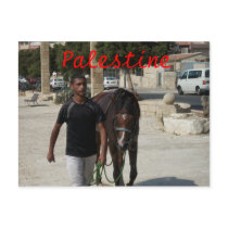 Palestinian Knight postcards
