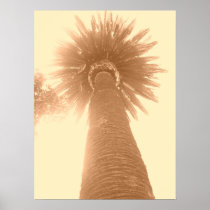 Palm at Balboa Posters