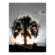 Palm at Dusk posters