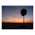 Palm at Sunset posters