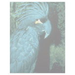 Palm cockatoo has imposing head-dress custom letterhead