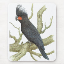 Palm Cockatoo - Probosciger aterrimus Mouse Mat